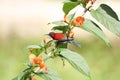 Crimson Sunbird flying and sucking nectar from chinese hat plant tree