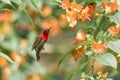 Crimson Sunbird flying and sucking nectar from chinese hat plant tree Royalty Free Stock Photo