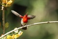 Crimson Sunbird flying and sucking nectar from chinese hat plant tree