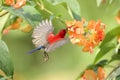 Crimson Sunbird flying and sucking nectar from chinese hat plant tree Royalty Free Stock Photo