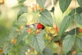 Crimson Sunbird flying and sucking nectar from chinese hat plant tree