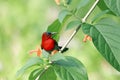 Crimson Sunbird flying and sucking nectar from chinese hat plant tree