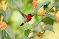 Crimson Sunbird flying and sucking nectar from chinese hat plant tree