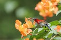 Crimson Sunbird flying and sucking nectar from chinese hat plant tree