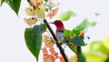 Crimson Sunbird like to find nectar in carpel of the flower