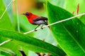 Crimson Sunbird perched on a plant