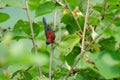 Crimson Sunbird perching on a branc Royalty Free Stock Photo