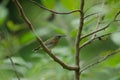 Crimson Sunbird perching on a branc Royalty Free Stock Photo