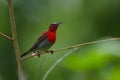 Crimson Sunbird perching on a branc Royalty Free Stock Photo