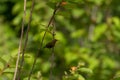 Crimson Sunbird perching on a branc Royalty Free Stock Photo