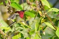 Crimson Sunbird, Royal Bardia National Park, Nepal Royalty Free Stock Photo