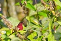 Crimson Sunbird, Royal Bardia National Park, Nepal Royalty Free Stock Photo