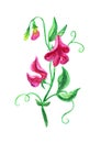 Crimson sweet pea, watercolor painting on white background Royalty Free Stock Photo