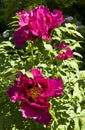 Crimson treelike peonies