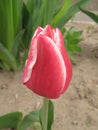 Crimson tulip