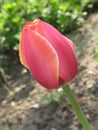 Crimson tulip