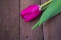 Tulip on wooden surface Royalty Free Stock Photo