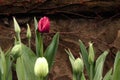 Crimson tulip and not blooming buds. Background.