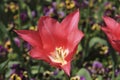 Crimson tulip