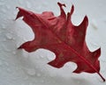 Crimson withered leaf on a white background with water drops