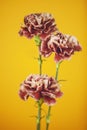 crimson on a yellow background -