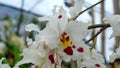 Crimson, yellow and white orchid