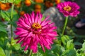 Bright crimson Zinnia flower closeup Royalty Free Stock Photo