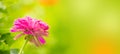 crimson zinnia flower close up on natural garden background. banner. Royalty Free Stock Photo