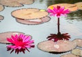 Crimsons Waterlillies Royalty Free Stock Photo