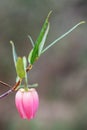 Close-up of Chilean Lantern Tree Flower, Crinodendron hookerianum \'Ada Hoffman\' Royalty Free Stock Photo