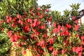 Crinodendron Hookerianum Chile Lantern Tree