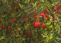 Crinodendron hookerianum flower Royalty Free Stock Photo