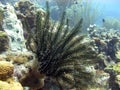 Crinoid in black and white