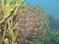 Crinoid Feather Star