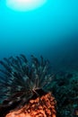 Crinoid (feather star) - Maratua atoll Royalty Free Stock Photo