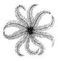 Crinoid, vintage illustration