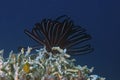 Crinoid (sea urchin) fishing on top of corals