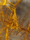 Crinoid Shrimp