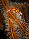 Underwater macro life in the Lembeh Straits of Indonesia Royalty Free Stock Photo