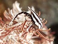 Crinoid Squat Lobster