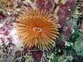 Crinoid underwater