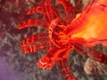 Crinoidea-underwater flash fire Royalty Free Stock Photo