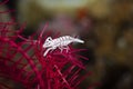 Crinoids Commensal Shrimp Laomenes amboinensis