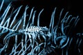 Crinoids Commensal Shrimp Royalty Free Stock Photo