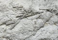 Crinoids in limestone wall Royalty Free Stock Photo