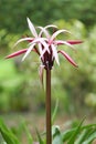 The flowers of Crinum amabile