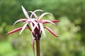 The flowers of Crinum amabile