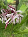 Crinum Amabile asian tropical flower