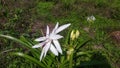 Crinum asiaticum, Brighter star crinum lily ,grand lily