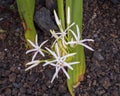 Crinum asiaticum, commonly known as poison bulb, giant crinum lily, grand crinum lily, and spider lily in a bed of lava in Hawaii.